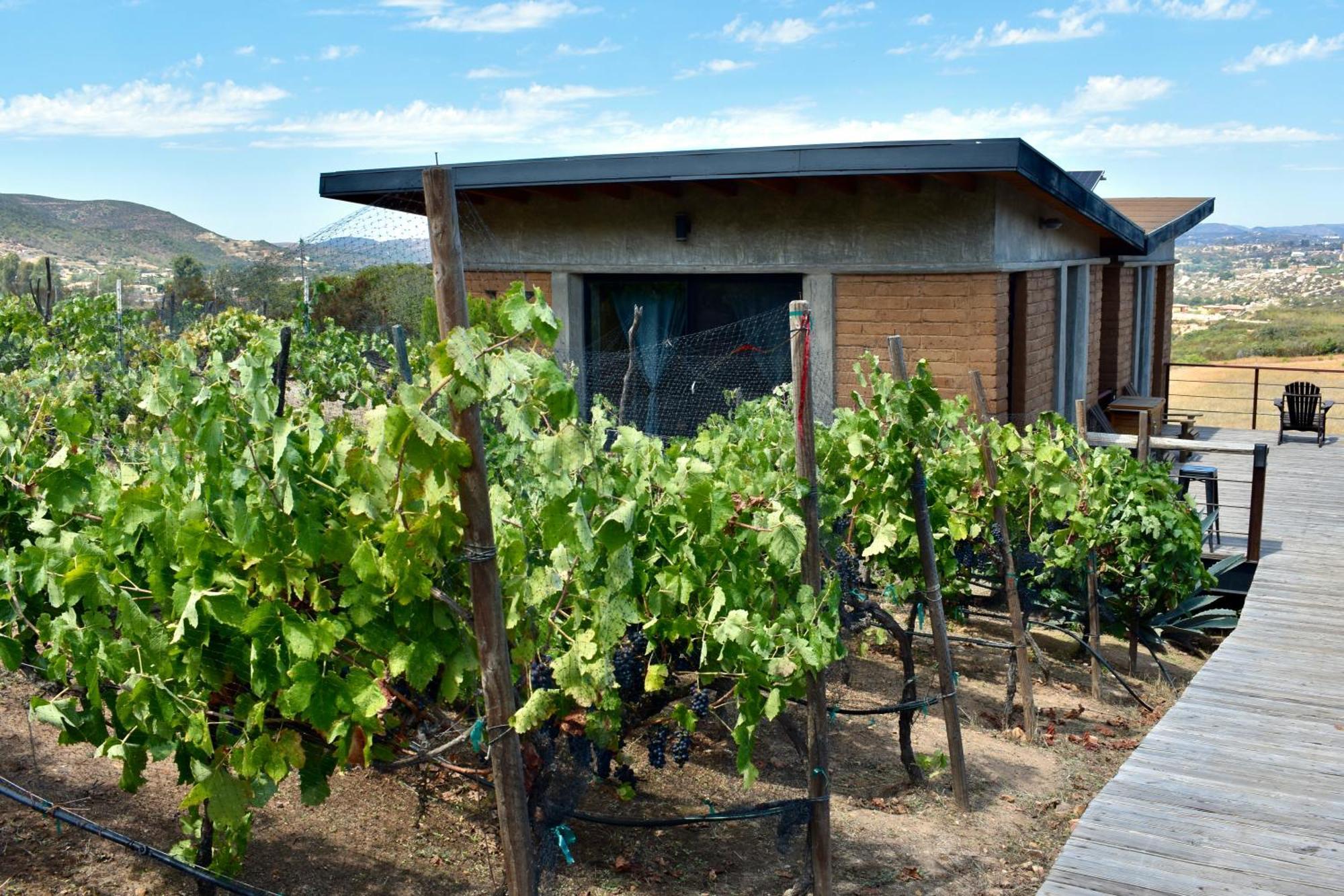 Uvauva Eco-Retreat Bed & Breakfast Valle de Guadalupe Exterior photo